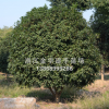 【優(yōu)質(zhì)供應】精品桂花樹 多種規(guī)格 常綠喬木
