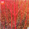 優質紅瑞木樹苗 苗木批發基地直銷 精品特價 供應工程綠化紅麻球