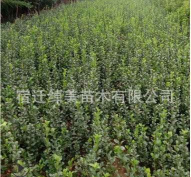 直銷綠化苗木 冬青苗 冬青樹苗大葉黃楊苗四季常青量大從優(yōu)冬青苗