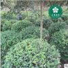 宜昌丁香球 洋丁香 園林綠化工程苗木批發 宜昌園林
