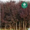 宜昌紅葉李紫葉李 櫻桃李 宜昌園林綠化工程苗木批發