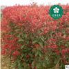 宜昌紅葉石楠  紅羅賓紅唇強健魯賓斯火艷園林綠化工程苗
