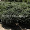 龜甲冬青球批發園林工程苗木綠化冬青樹苗 行道綠籬大葉黃楊球