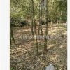龜甲竹苗批發園林竹子植物 工程綠化 羅漢竹庭院景觀龜背竹盆景