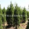 檜柏苗批發綠化苗木蜀檜 塔柏 色塊綠籬高速行道點綴檜柏樹苗