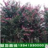 庭院觀花綠化植物紫薇樹 叢生紫薇價(jià)格 質(zhì)量保證 價(jià)格實(shí)惠 可批發(fā)