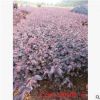 大量供應(yīng)湖南紅花繼木小苗100-120cm 花卉綠化工程小苗 苗農(nóng)直銷