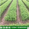 苗圃批發(fā) 盆栽茶花苗 精品山茶花小苗 茶花樹優(yōu)質(zhì)出售 歡迎咨詢