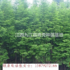 水杉苗木/江西水杉苗木低價(jià)出售/九江水杉苗木基地批發(fā)/