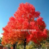 江西九江美國紅楓苗木出售，美國紅楓供應(yīng)電話，美國紅楓批發(fā)