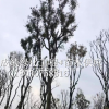 供應黃連木 成都黃連木種植基地、黃連木行情、黃連木照片