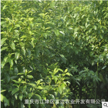 大量出售香樟苗量大從優 工程綠化樹木 香樟樹苗 高活香樟樹種苗