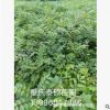 黃柏苗 藥材苗產(chǎn)地直銷批發(fā)黃柏苗 大量供應(yīng)黃柏幼苗 量大從優(yōu)