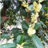 金桂 金桂樹(shù) 桂花小苗 八月桂 銀桂 朱砂桂 沉香桂 品種齊全