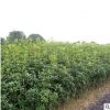桂花樹(shù)苗 實(shí)生桂花小苗 桂花盆栽 地栽苗 四季桂金桂丹桂沉香桂
