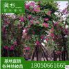 紅花紫荊 紅花洋羊蹄甲規格齊全基地批發。行道園林景觀綠化工程