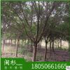 紅皮榕 福建規格齊全基地批發廠家直銷行道園林景觀綠化工程
