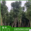 骨架切桿香樟福建規格齊全基地批發廠家直銷行道園林景觀綠化工程