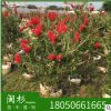 美化花紅千層福建規格齊全基地批發廠家直銷行道園林景觀綠化工程