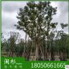 香樟樹 福建規(guī)格齊全基地批發(fā)廠家直銷行道園林景觀綠化工程