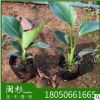 鶴望蘭 天堂鳥 福建規(guī)格齊全基地批發(fā)。行道園林景觀綠化工程
