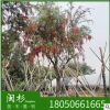 串錢柳福建規(guī)格齊全基地批發(fā)。廠家直銷行道庭院園林景觀綠化工程