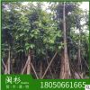 現(xiàn)貨特賣芒果樹 福建基地批發(fā) 廠家直銷行道庭院園林景觀綠化工程