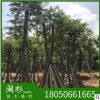 藍(lán)南洋楹 福建苗木基地批發(fā)。廠家直銷行道庭院園林景觀綠化工