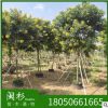 黃花槐 福建苗木基地批發(fā)。廠家直銷行道庭院園林景觀綠化工程