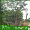 臺灣欒樹 福建苗木基地批發(fā)。廠家直銷行道庭院園林景觀綠化工程