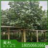 福建黃瑾 規(guī)格齊全基地批發(fā)。廠家直銷行道庭院園林景觀綠化現(xiàn)貨