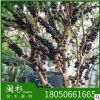 特價樹葡萄神秘樹福建苗木基地批發(fā)廠家直銷行道庭院園林景觀綠化