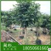 福建省 火焰木苗木基地批發(fā) 廠家直銷行道庭院園林景觀綠化工程