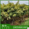 福建 富貴榕 花葉高山榕苗木基地。廠家直銷行道庭院園林景觀綠化