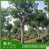 場地直銷本地刺桐 象牙紅 刺桐 移植苗地被苗 基地供應(yīng) 規(guī)格齊全