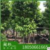 白玉蘭 多種規(guī)格 福建基地直銷批發(fā) 地苗袋苗 大量供應(yīng) 規(guī)格齊全