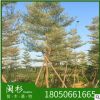 福建省錦葉欖仁 細葉欖仁基地直銷批發 袋苗地苗 多種規格齊全