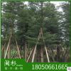 福建漳州小葉欖仁 細葉欖仁基地直銷批發 袋苗地苗 多種規格齊全