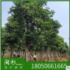 福建秋楓基地直銷20-30公分 重陽木園林工程供應規格齊全大量批發