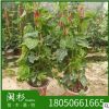 四季攀爬植物炮仗花 爬藤花卉廠家直銷供應
