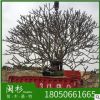 福建雞蛋花樹 紅花、黃花 基地直銷批發 園林植物環保樹廠家直銷