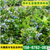 苗圃銷售 現挖現賣 藍莓樹苗 藍莓種苗 量大優惠 歡迎選購