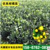 地基柑橘苗供應 30—70公分一年生無病毒柑橘苗 寬皮柑橘類