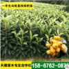 浙江白沙白荔枝枇杷果樹種苗 結果枇杷樹 農家樂綠化庭院種植