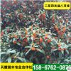 低價銷處理二至四米盆八月桂 綠化樹桂花樹 土地到期 便宜出售