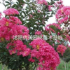 沭陽(yáng)優(yōu)美園林/叢生紫薇