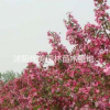 沭陽(yáng)優(yōu)美園林/北美海棠