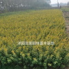 江蘇沭陽(yáng)大量金葉女貞 有需要聯(lián)系