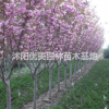 供應/櫻花、丁香.桂花.