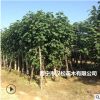 低價大量供應黃槿綠化苗木花木農戶自家花場直銷型寵物及園藝園林